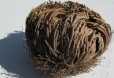 Rose von Jericho (Pflanze)