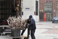 rose von jericho - Transport und Aufbau Stephansplatz 2013 2