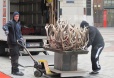 rose von jericho - Transport und Aufbau Stephansplatz 2013 3