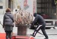 rose von jericho - Transport und Aufbau Stephansplatz 2013 4