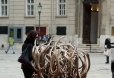 rose von jericho - Erste Impressionen Stephansplatz 2013 1